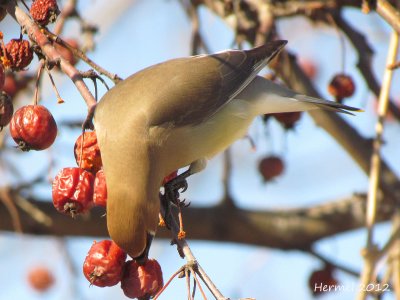 Jaseur d'Amrique - Cedar Waxwing