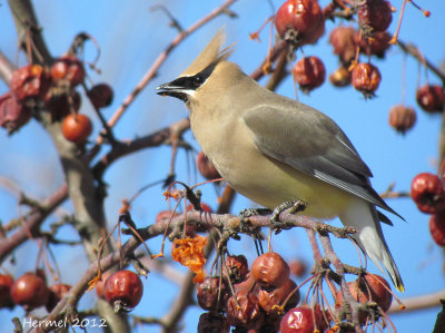 Jaseur d'Amrique - Cedar Waxwing