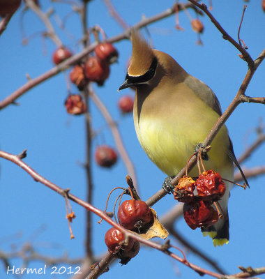 Jaseur d'Amrique - Cedar Waxwing