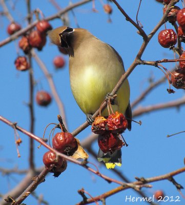 Jaseur d'Amérique - Cedar Waxwing