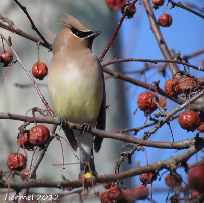 Jaseur d'Amrique - Cedar Waxwing