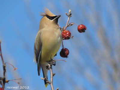 Jaseur d'Amérique - Cedar Waxwing
