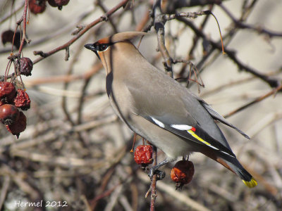 Jaseur boral - Bohemian Waxwing