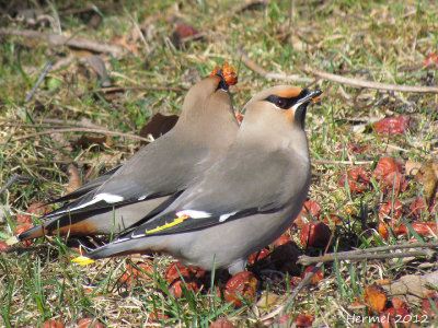 Jaseur d'Amrique/boral - Cedar/Bohemian Waxwing