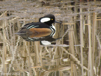 Harle couronn - Hooded Merganser