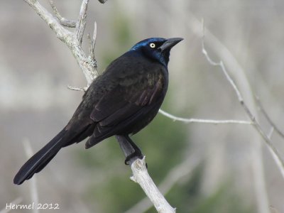 Quiscale bronzé - Common Grackle