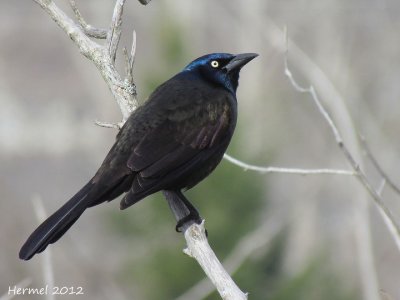 Quiscale bronz - Common Grackle