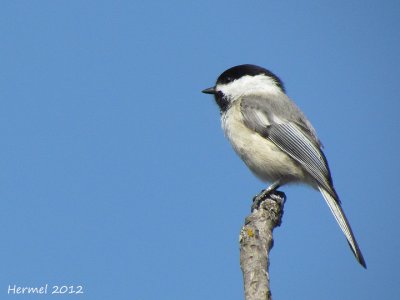 Mésange à tête noire - Black-capped Chickadee