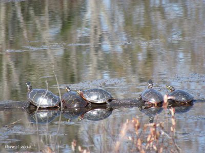 Tortue peinte - Peinted turtle