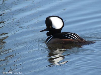 Harle couronné - Hooded Merganser
