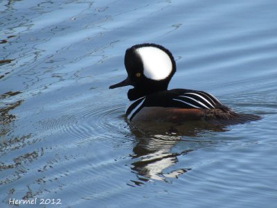 Harle couronn - Hooded Merganser