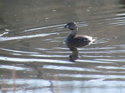 Grèbe à bec bigarré - Pied-billed Grebe