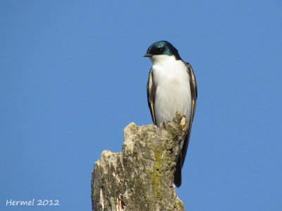 Hirondelle bicolore - Tree Swallow