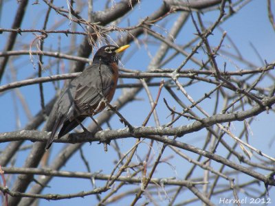 Merle d'Amrique -  American Robin