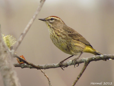 Paruline  couronne rousse - Palm warbler