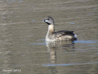 Grbe  bec bigarr - Pied-billed Grebe