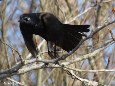 Quiscale bronz - Common Grackle