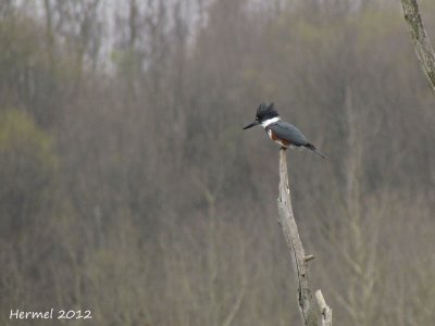 Martin pcheur - Belted Kingfisher
