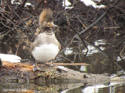 Harle couronne - Hooded Merganser