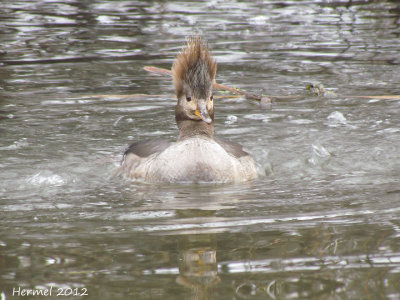 Harle couronnée - Hooded Merganser