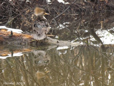 Harle couronne - Hooded Merganser