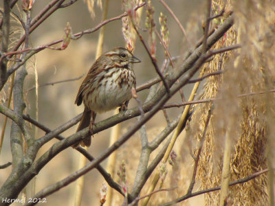 Bruant chanteur - Song Sparrow