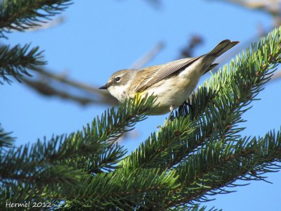 Paruline  croupion jaune - Yellow-rumped Warbler