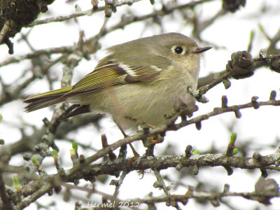 Roitelet  couronne rubis - Ruby-crowned Kinglet