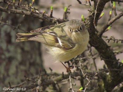 Roitelet  couronne rubis - Ruby-crowned Kinglet