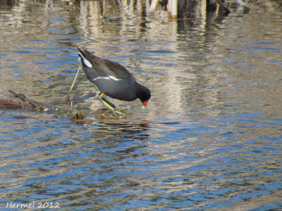 Gallinule - Common Moorhen