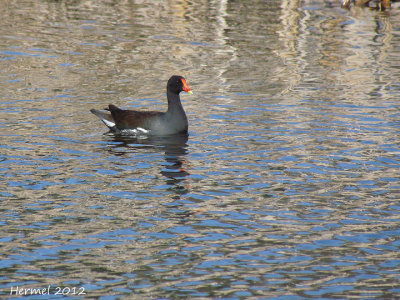 Gallinule - Common Moorhen