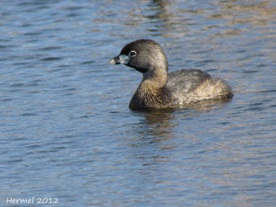 Grbe  bec bigarr - Pied-billed Grebe