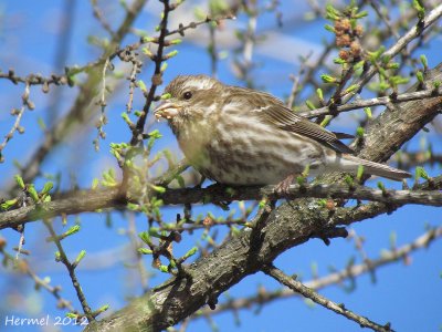 Roselin pourpr - Purple Finch