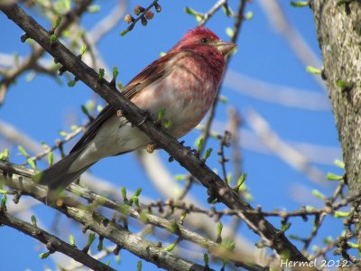 Roselin pourpr - Purple Finch