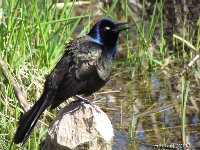 Quiscale bronz - Common Grackle