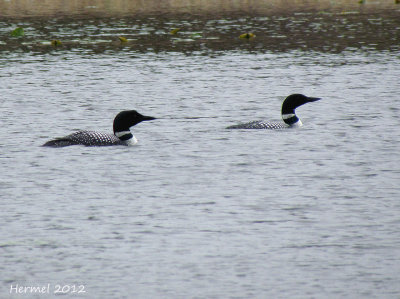 Plongeon Huard - Common Loon