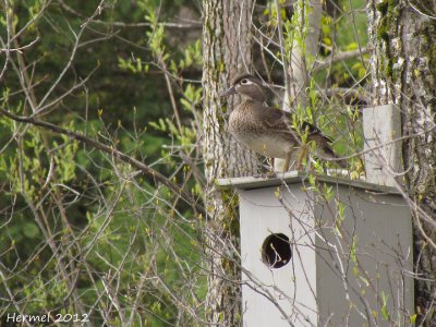 Canard branchu - Wood Duck