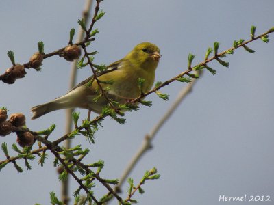 Chardonneret jaune - American Goldfinch