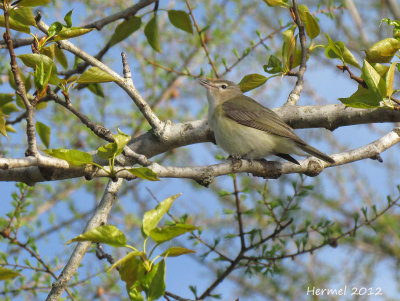 Viro mlodieux - Warbling Vireo