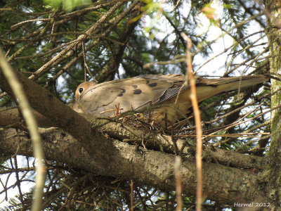 Tourterelle triste - Mourning Dove