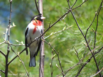 Cardinal à poitrine rose -Rose-breasted Grosbeak