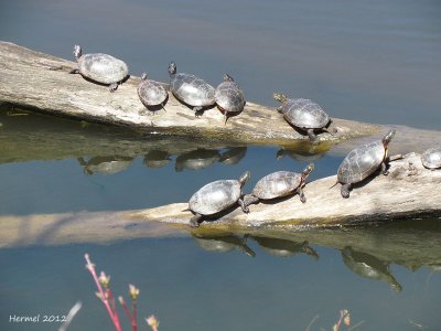 Tortue peinte - Peinted turtle