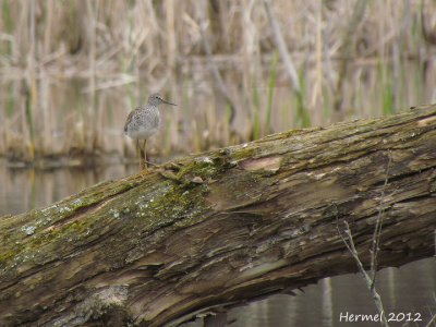 Petit Chevalier - Lesser Yellowlegs