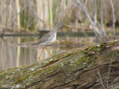 Petit Chevalier - Lesser Yellowlegs