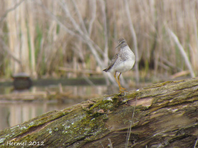 Petit Chevalier - Lesser Yellowlegs