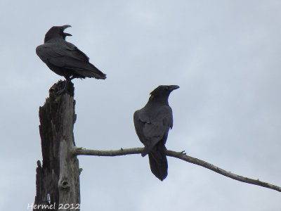 Grand Corbeau - Common raven