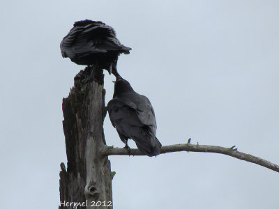 Grand Corbeau - Common raven