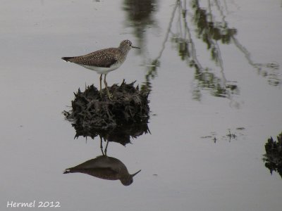 Chevalier solitaire - Solitary Sandpiper