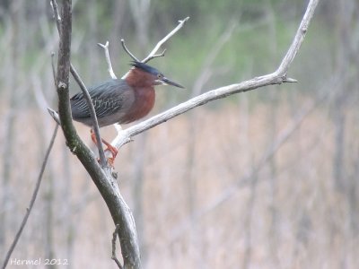 Héron vert - Green Heron