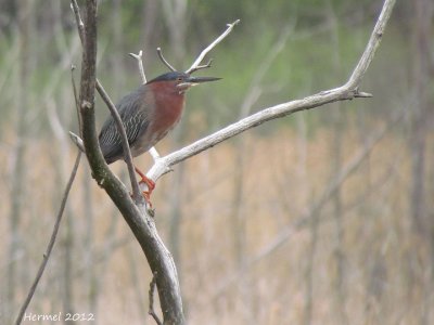 Hron vert - Green Heron